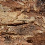 Termites and other wood destroying insects