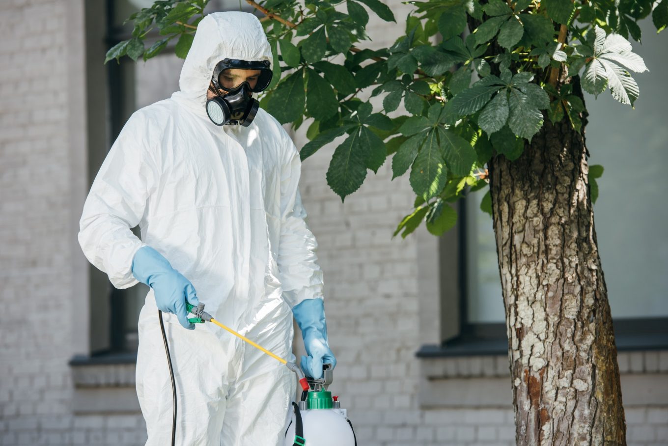 What To Look For In Pest Control Services Near Me Bugz Bug Me