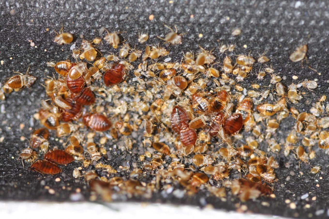 Top Shocking Facts About Bed Bugs That You Should Know Bugz Bug Me