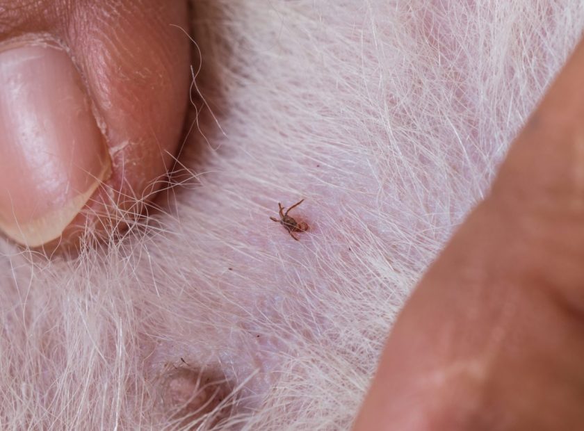 Closeup of mite and fleas infected on dog fur
