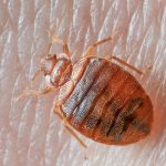 How to Know if You Have Bed Bugs: Early Signs of bed bugs