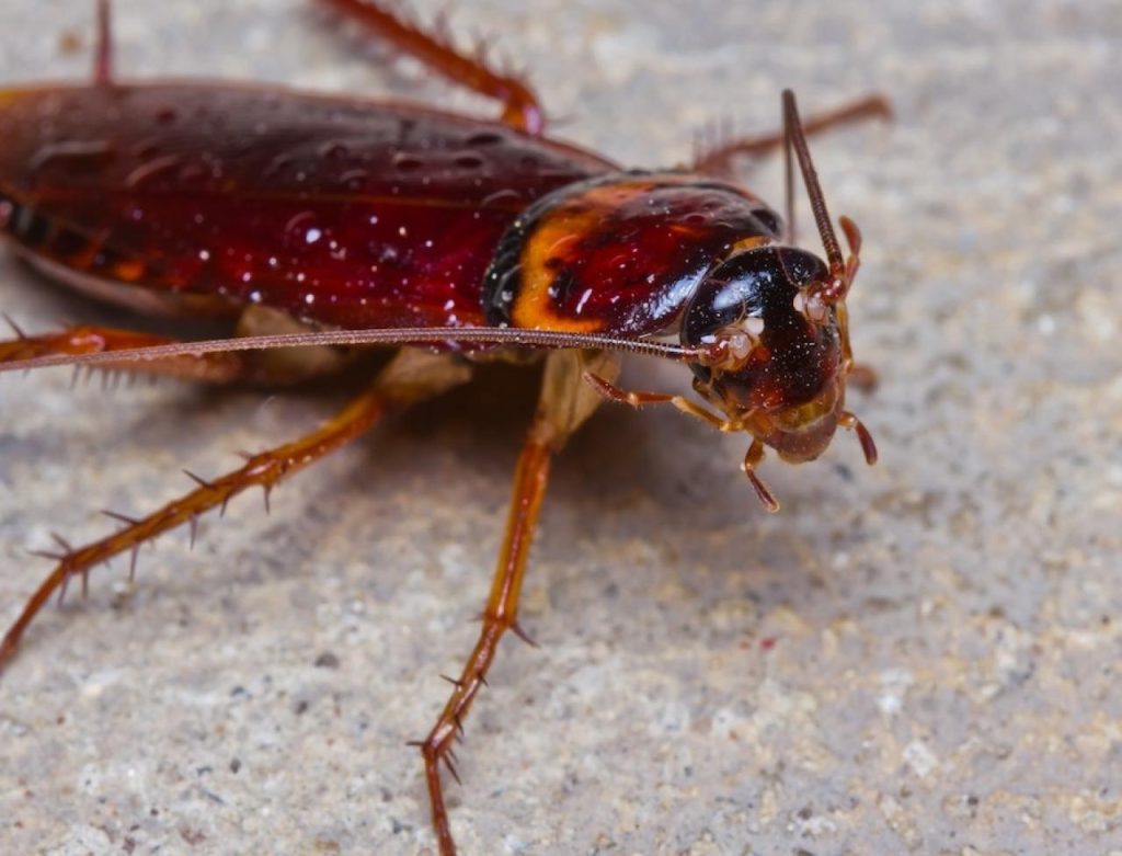 How to Get Rid of Palmetto Bugs Bugz Bug Me