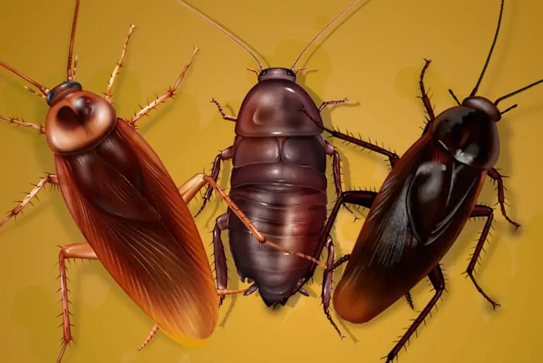 How to Get Rid of Palmetto Bugs Bugz Bug Me