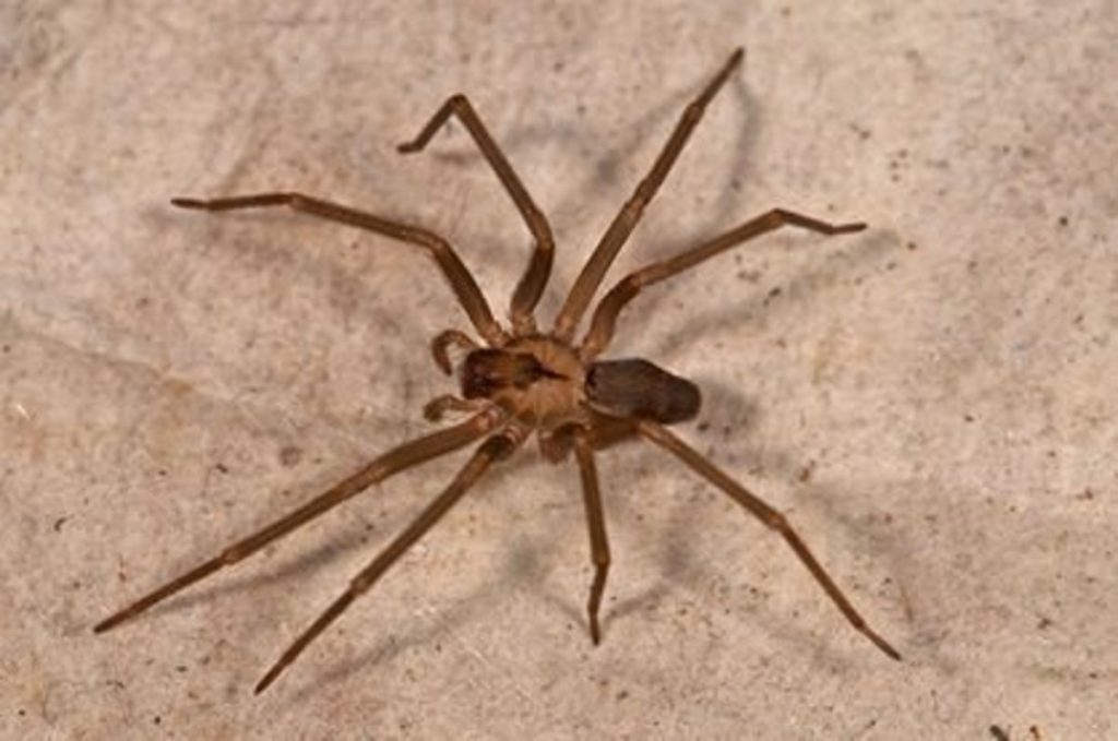 How to Identify Spiders in Your Indianapolis Home Bugz Bug Me